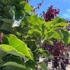 Close-up of Yellow Bird Magnolia green leaves with a blurred background of trees and sky