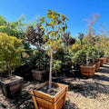 Collection of potted Yellow Bird Magnolia trees in a garden setting with clear blue sky.