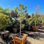 Collection of potted Yellow Bird Magnolia trees in a garden setting with clear blue sky.