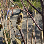 Close-up of a budding Yellow Bird Magnolia tree branch with a blurred garden background