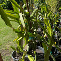 Yellow Dragon Fruit