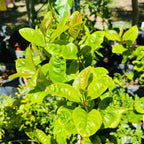 Yellow Flowering Fragrant Tea Olive