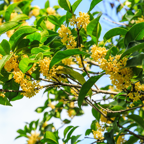 Yellow Flowering Fragrant Tea Olive