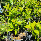 Yellow Flowering Fragrant Tea Olive