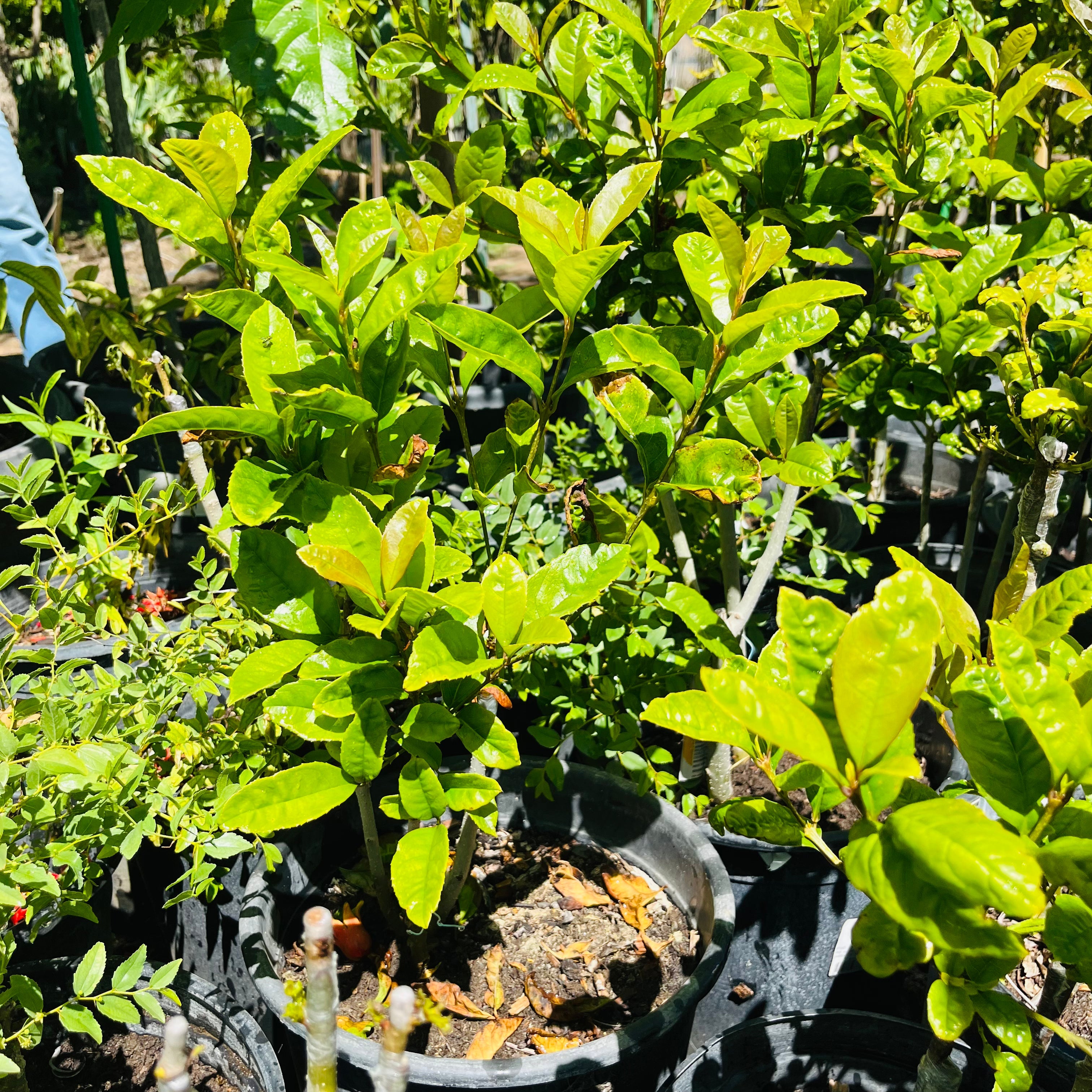 Yellow Flowering Fragrant Tea Olive