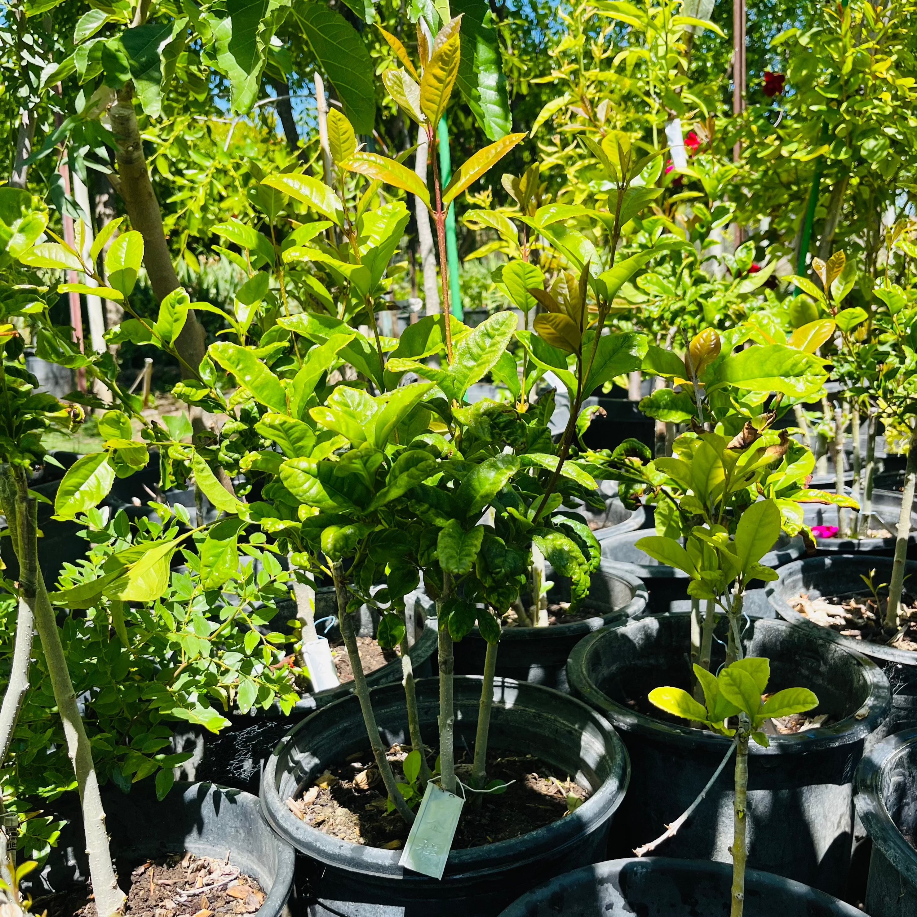 Yellow Flowering Fragrant Tea Olive