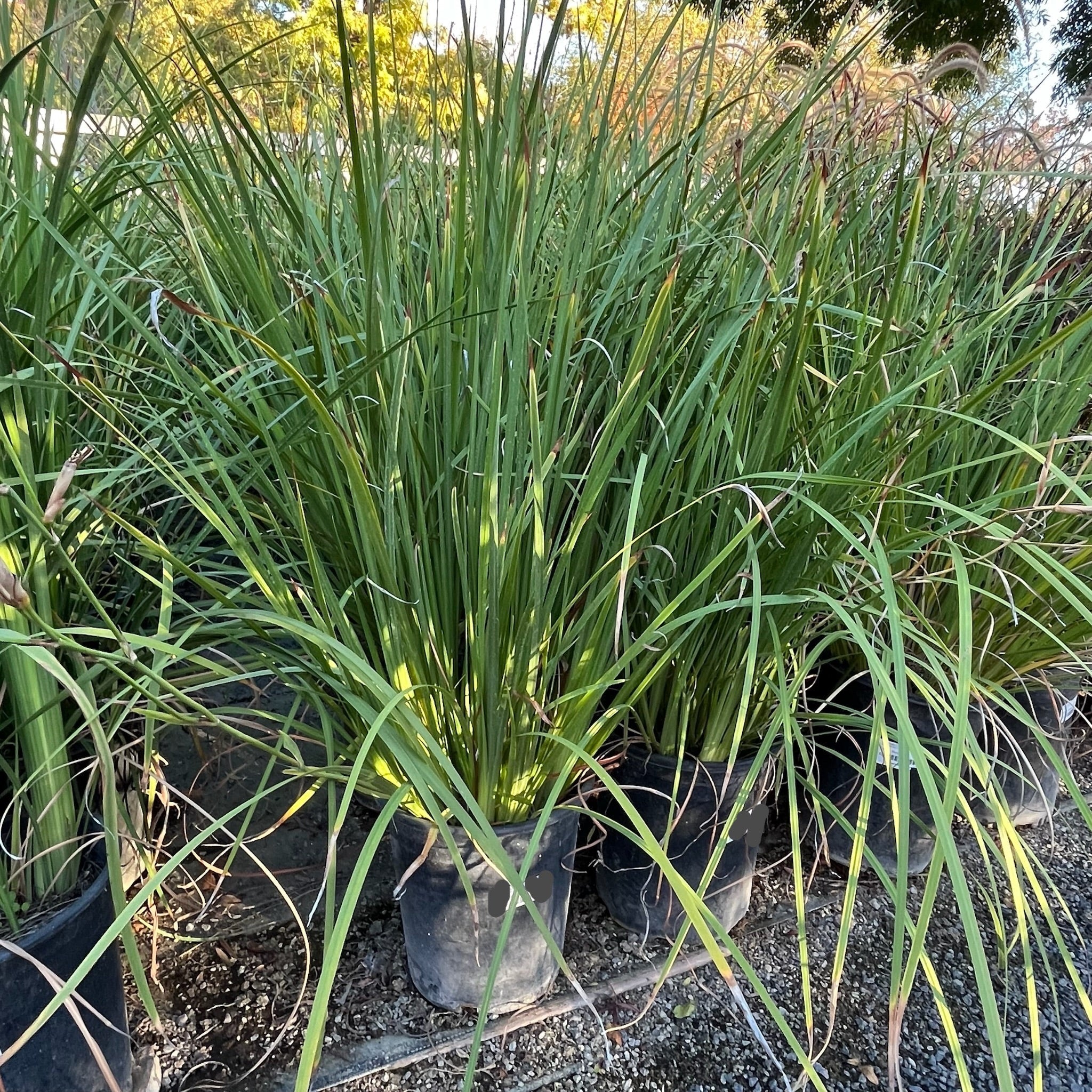Yellow Fortnight Lily