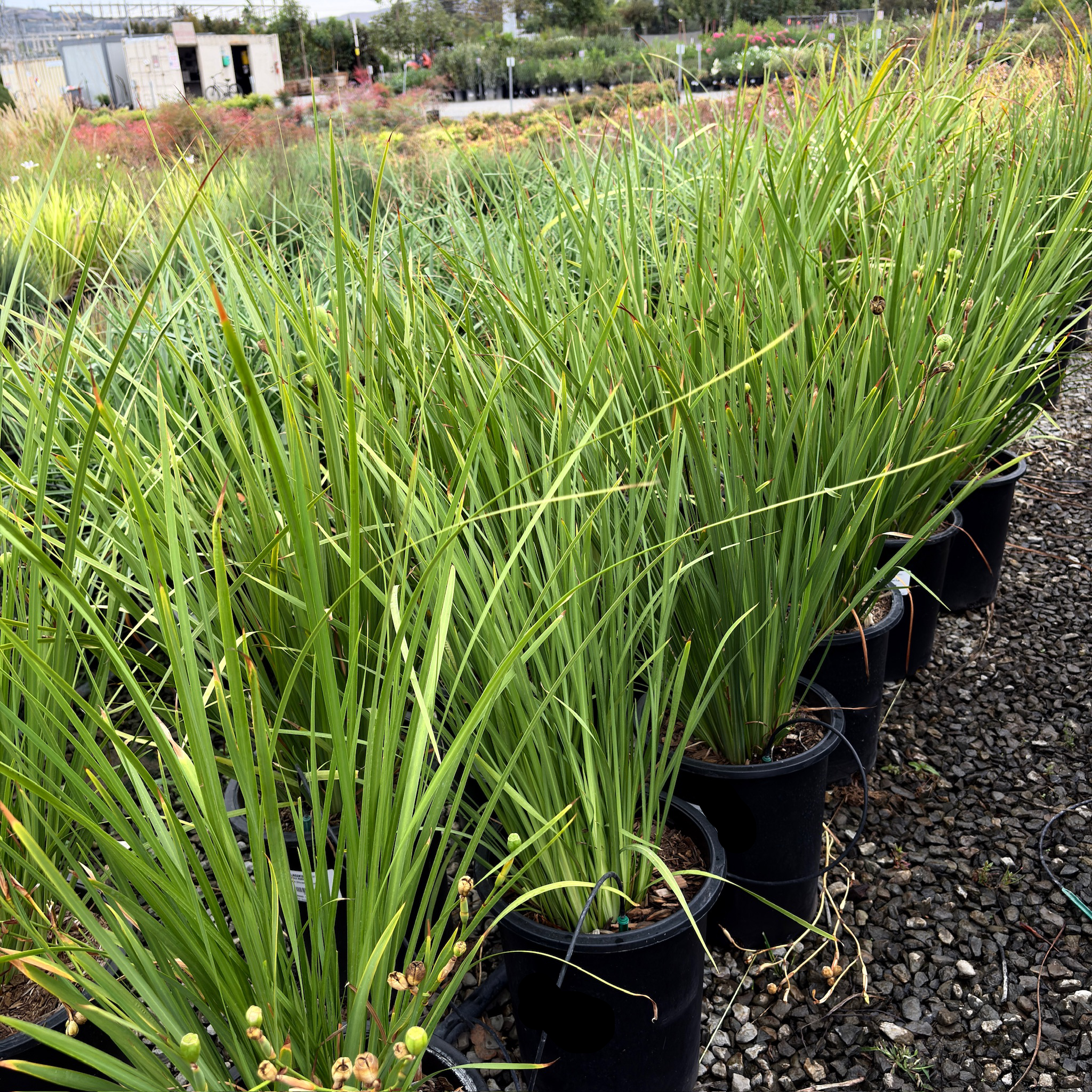 Yellow Fortnight Lily