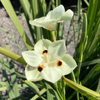 Yellow Fortnight Lily