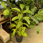 Yellow Gem Ficus