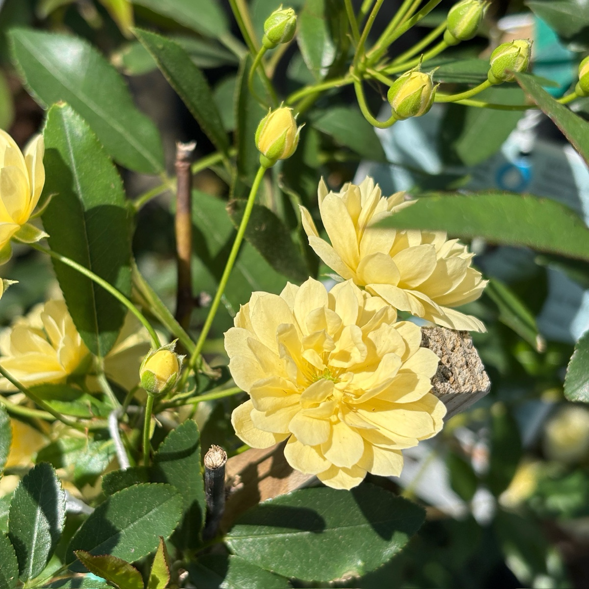 Yellow Lady Banks Climbing Rose