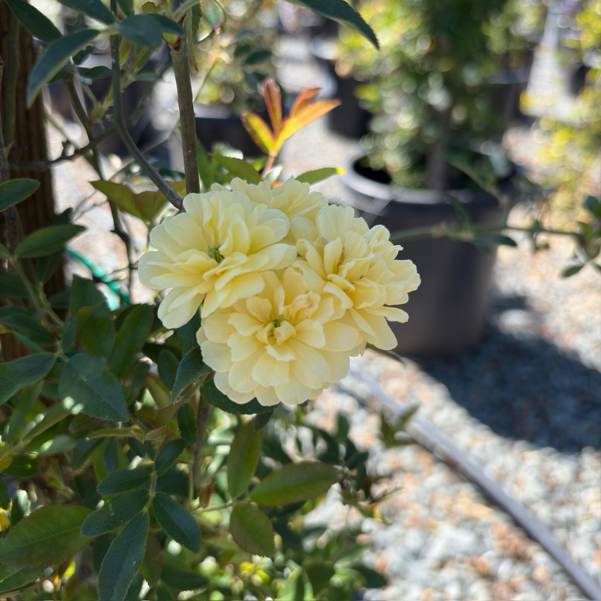 lady banks rose seeds Yellow Lady Banks Climbing Rose