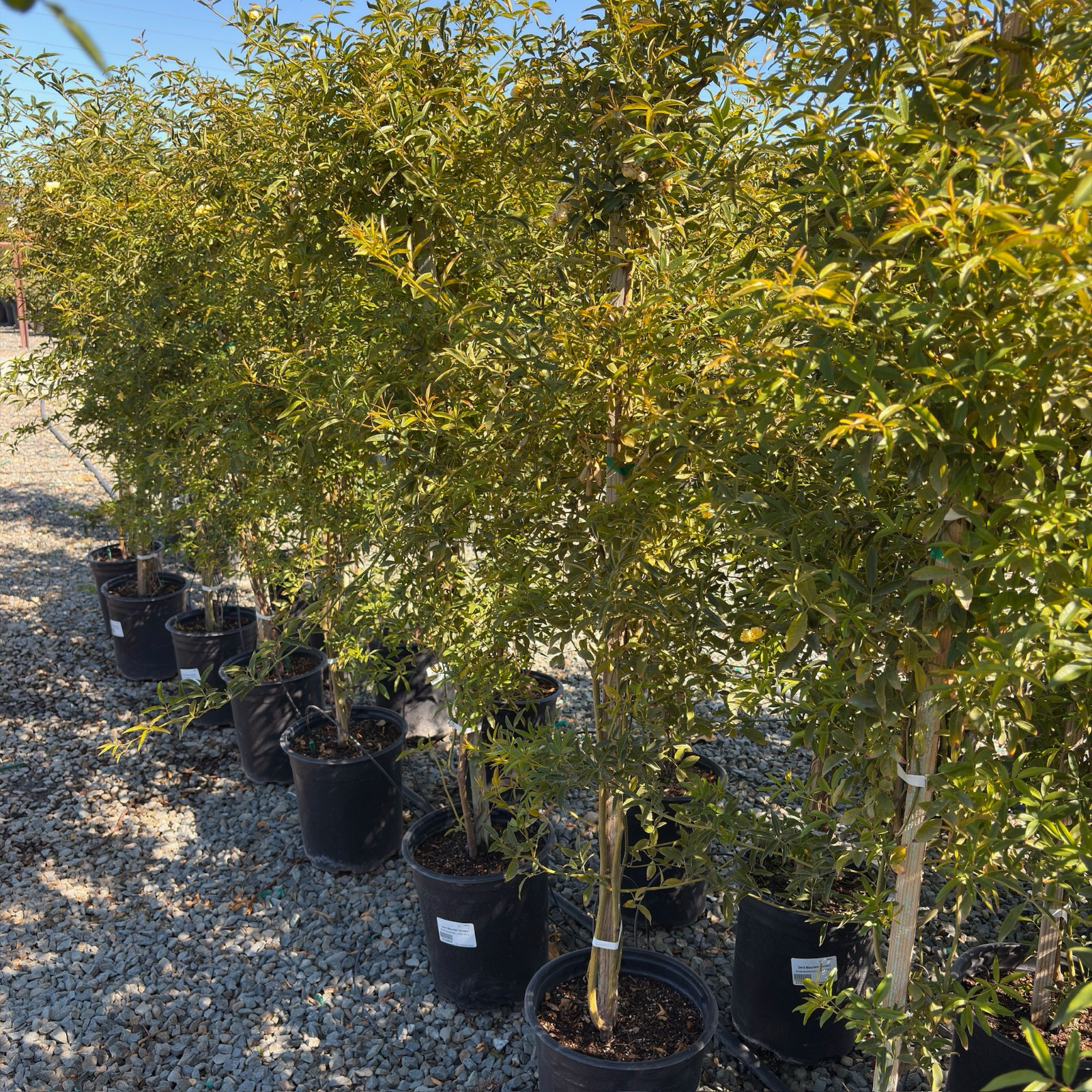 Yellow Lady Banks Climbing Rose