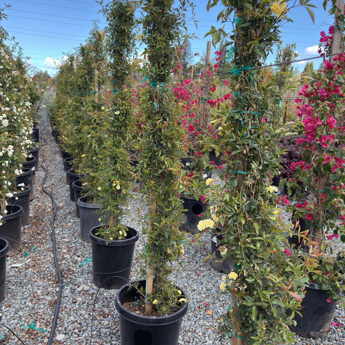 Yellow Lady Banks Climbing Rose