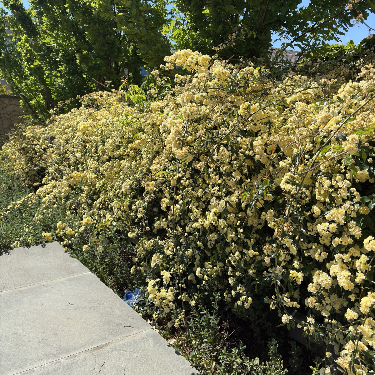 Yellow Lady Banks Climbing Rose