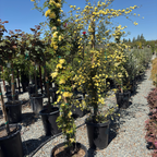 Yellow Lady Banks Climbing Rose