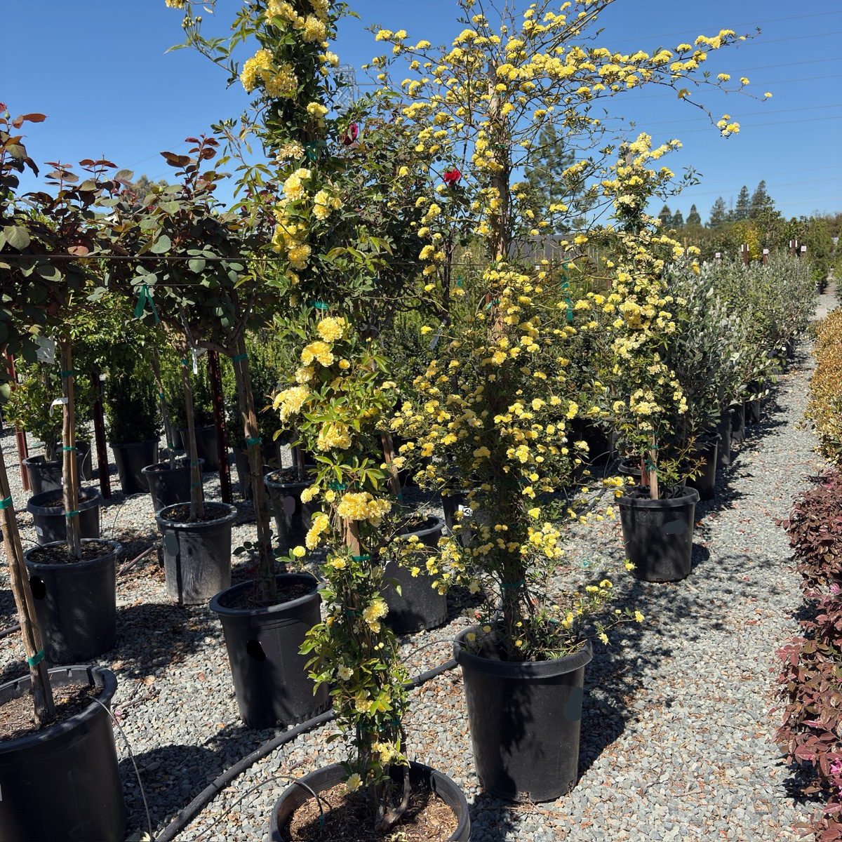 Yellow Lady Banks Climbing Rose