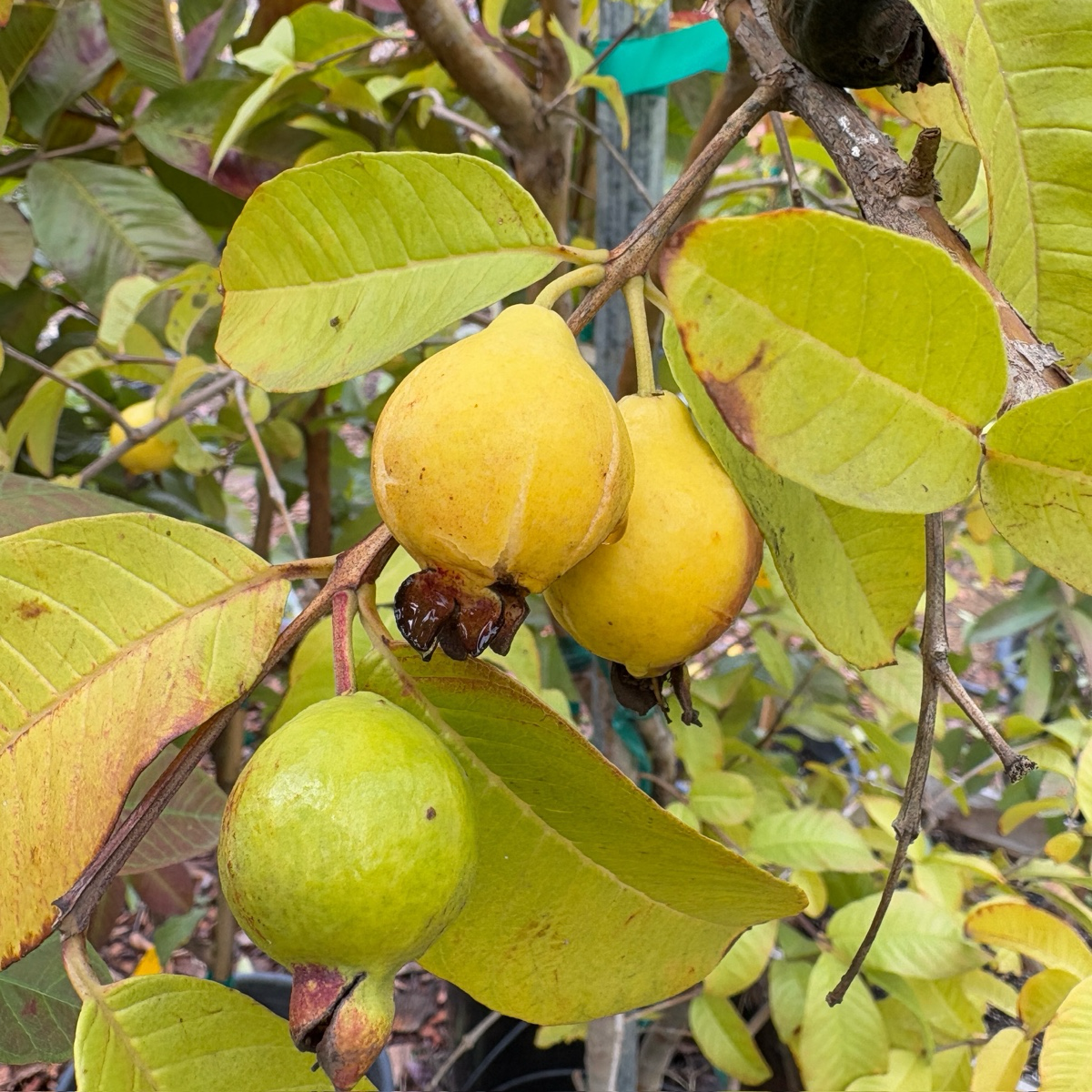 fruits on a Yellow Lemon Guava tree branch with green leaves