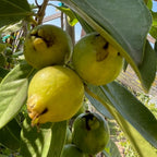 Yellow Lemon Guava fruits with brown spots on a branch with leaves.