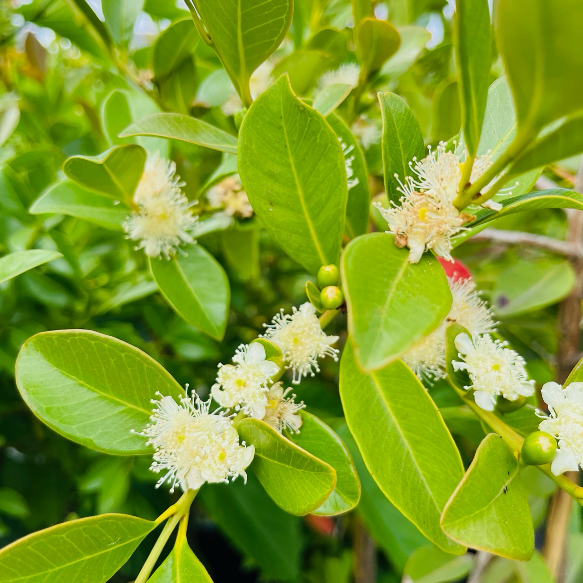 Close-up of Yellow Lemon Guava green leaves and white flowers on a plant