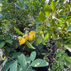 fruits on a Yellow Lemon Guava tree branch with green leaves