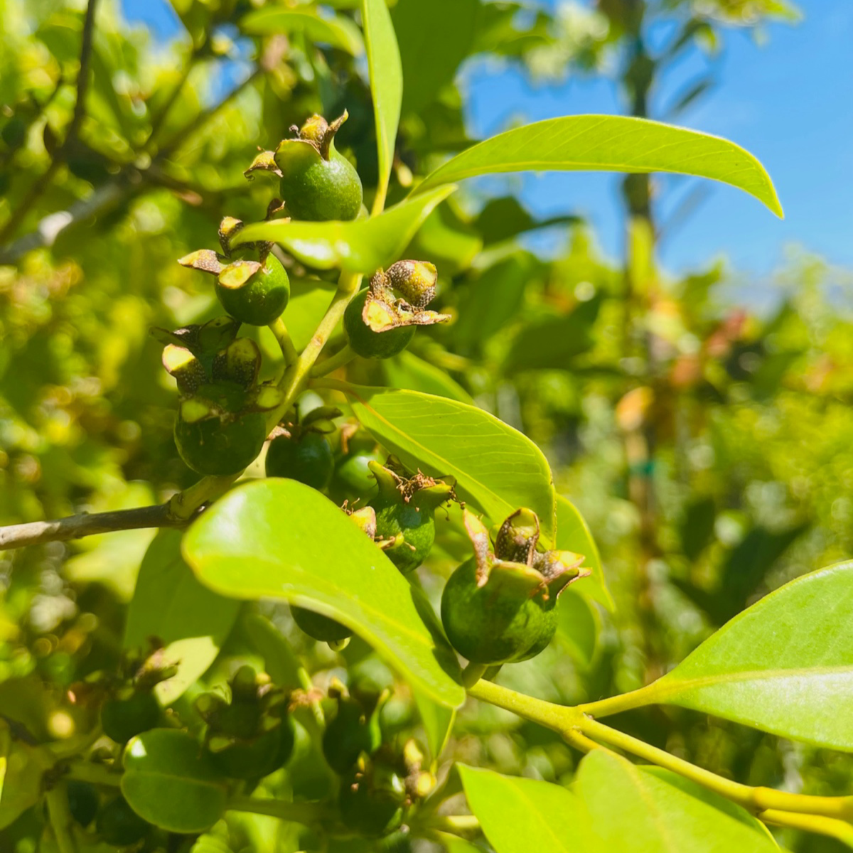Yellow Lemon Guava fruits and leaves on a tree branch with a blurred natural background