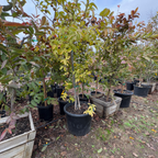 Group of potted Yellow Lemon Guava trees in a garden setting with a clear sky.