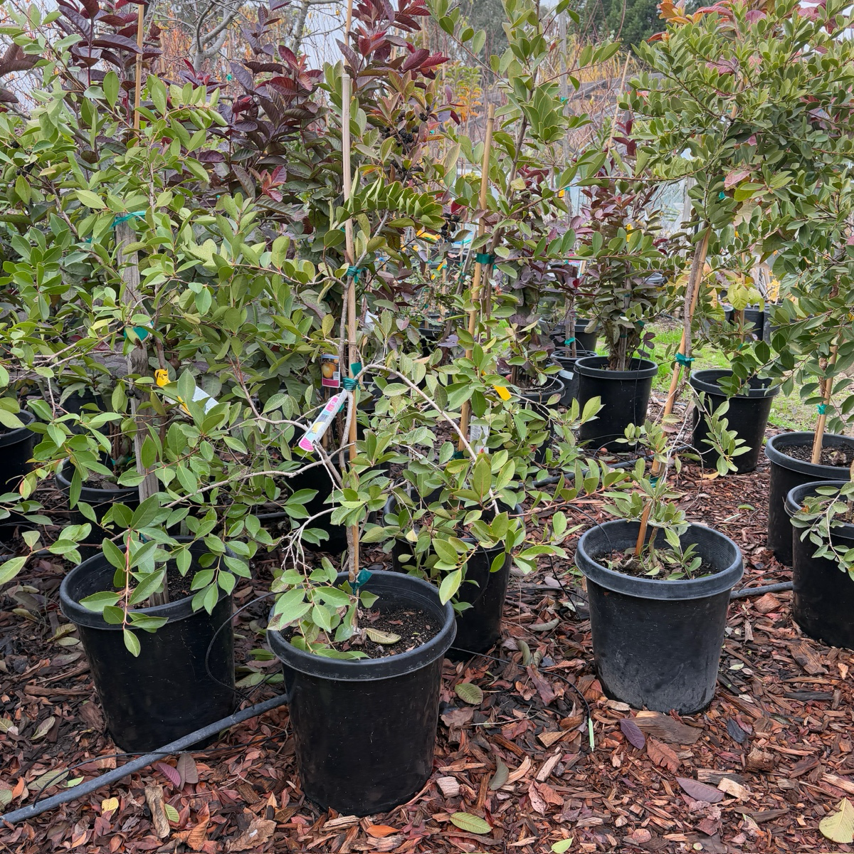 Row of potted Yellow Lemon Guava plants in a garden setting