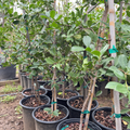 Group of potted Yellow Lemon Guava plants with green leaves in a nursery setting