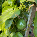 Green passion fruit on a vine with leaves of Yellow Passion Fruit