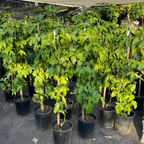 Row of potted Yellow Passion Fruit in a greenhouse setting