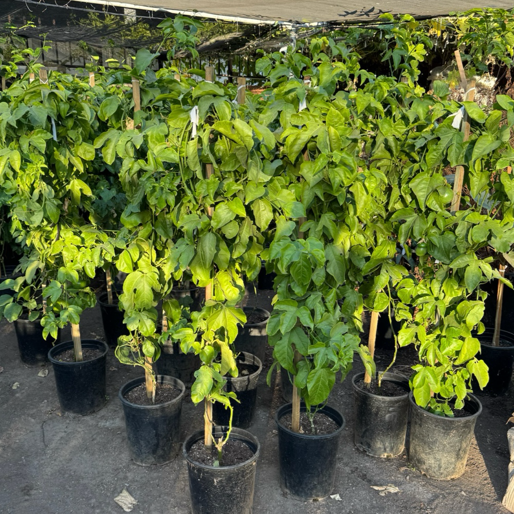 Row of potted Yellow Passion Fruit in a greenhouse setting