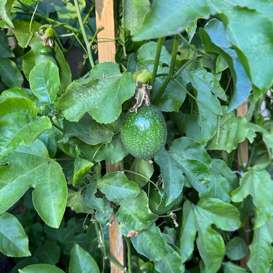 Green passion fruit hanging from a vine among leaves Yellow Passion Fruit