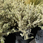 Yellow Variegated Coast Rosemary