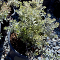 Yellow Variegated Coast Rosemary