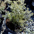 Yellow Variegated Coast Rosemary