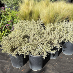 Yellow Variegated Coast Rosemary