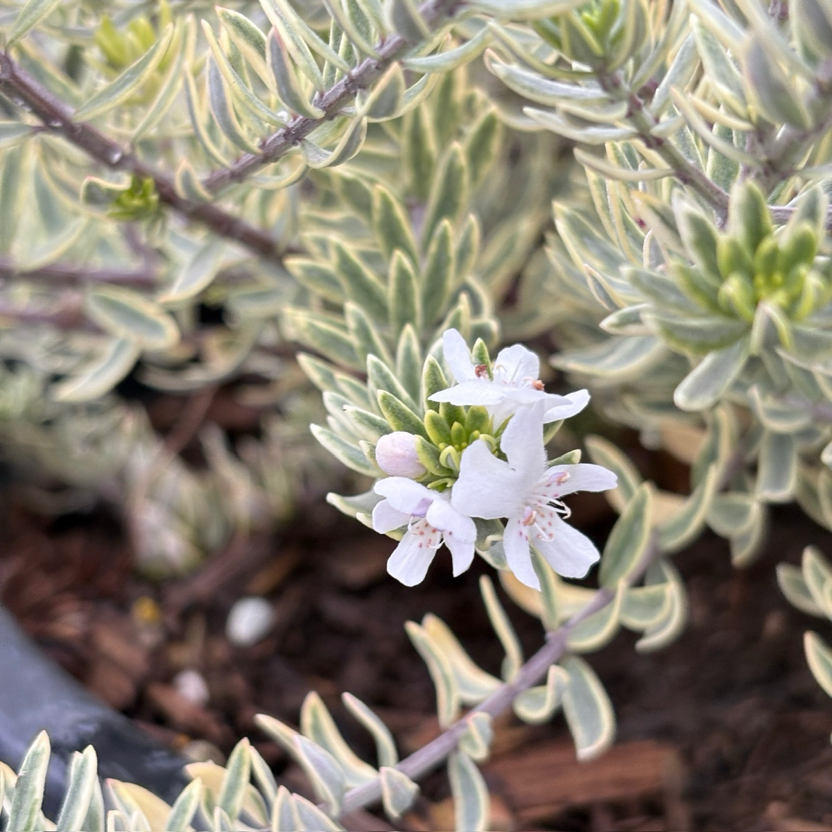 Yellow Variegated Coast Rosemary