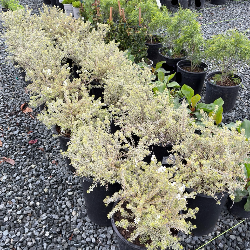 Yellow Variegated Coast Rosemary