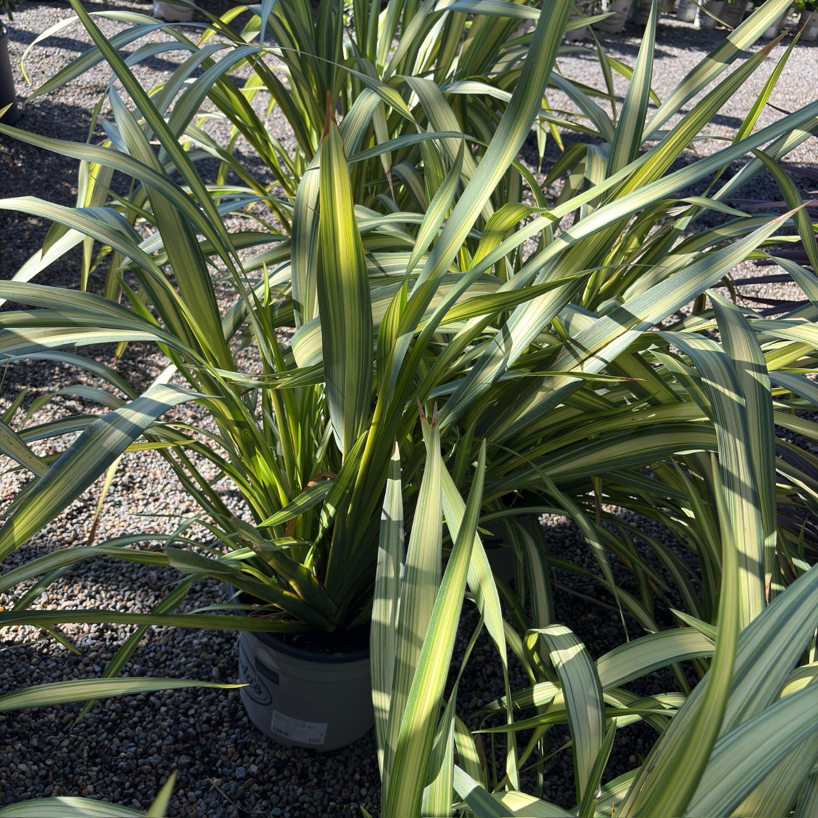 Yellow Wave New Zealand Flax