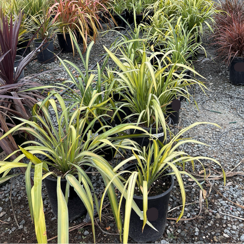 Yellow Wave New Zealand Flax | Golden-Yellow Variegated Foliage