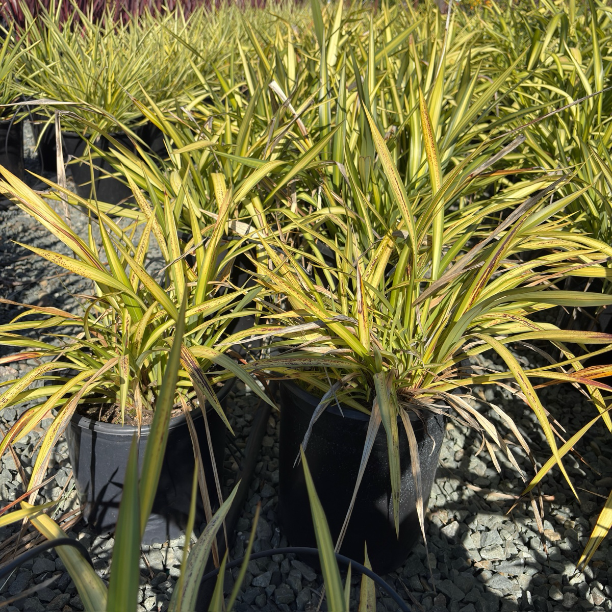 Yellow Wave New Zealand Flax