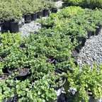 Yerba Buena