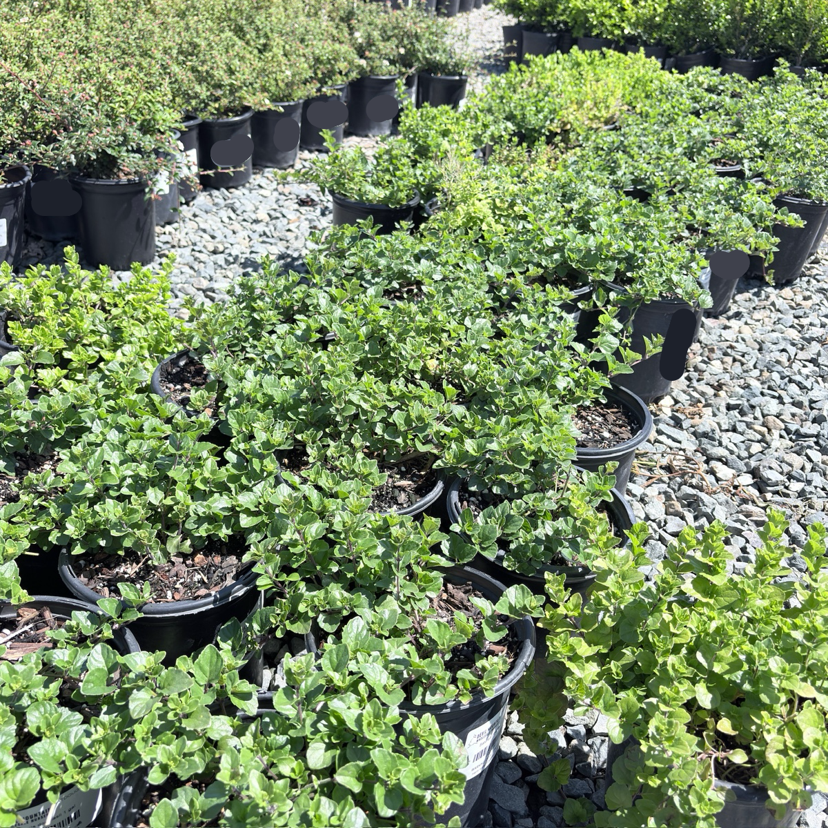 Yerba Buena