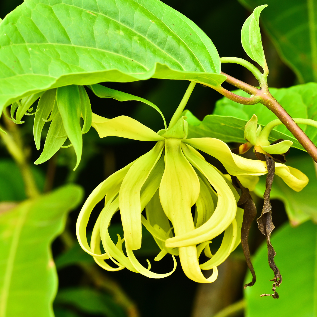 Ylang Ylang