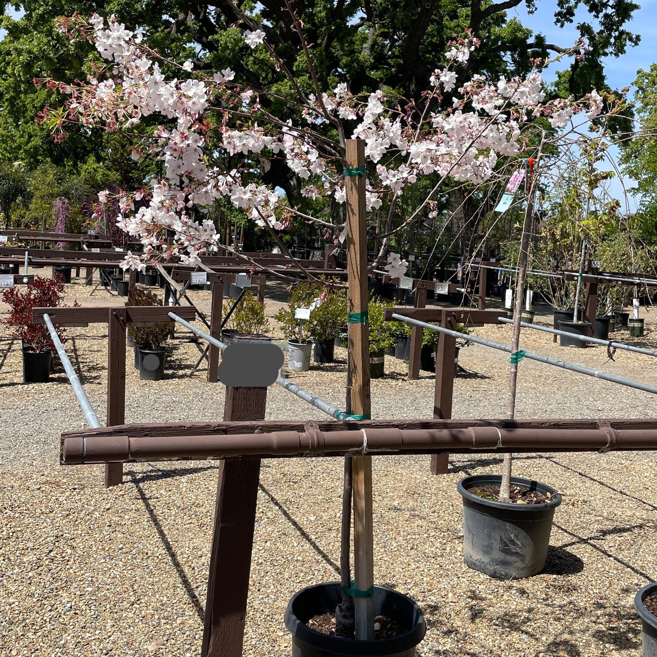 Yoshino Flowering Cherry