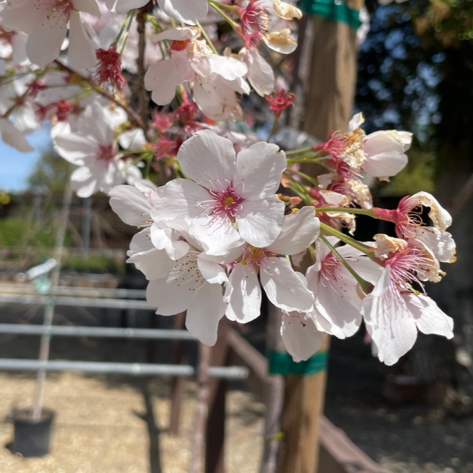 Yoshino Flowering Cherry