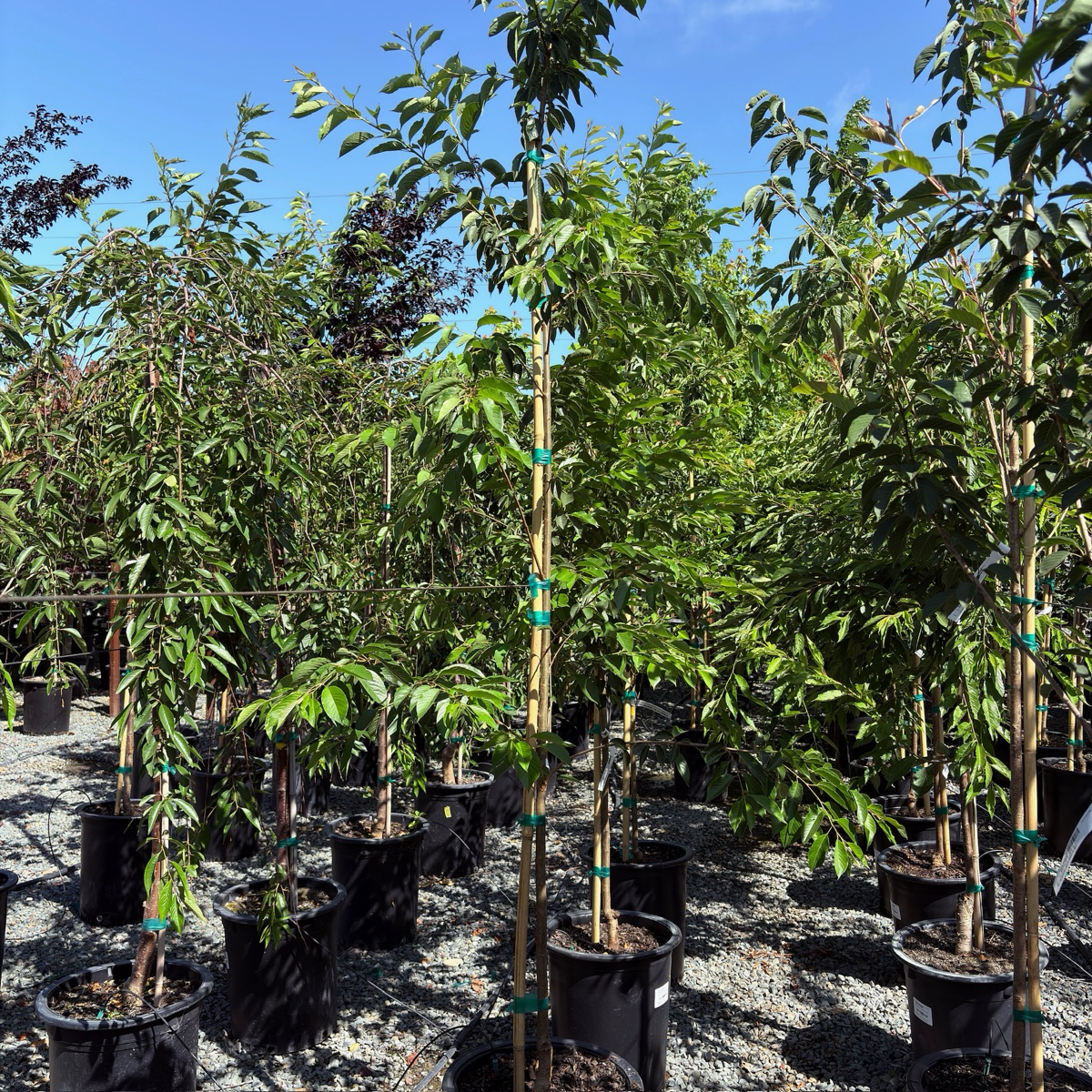 Yoshino Flowering Cherry