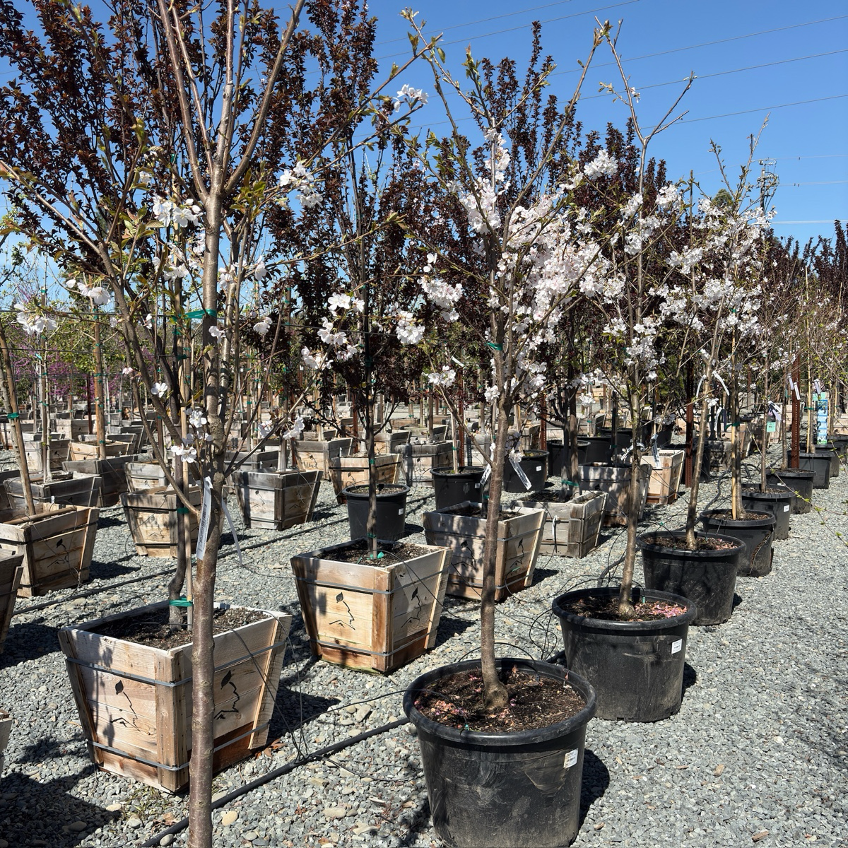 Yoshino Flowering Cherry