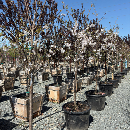 Yoshino Cherry Tree | Classic White Pink Spring Blooms – Victory